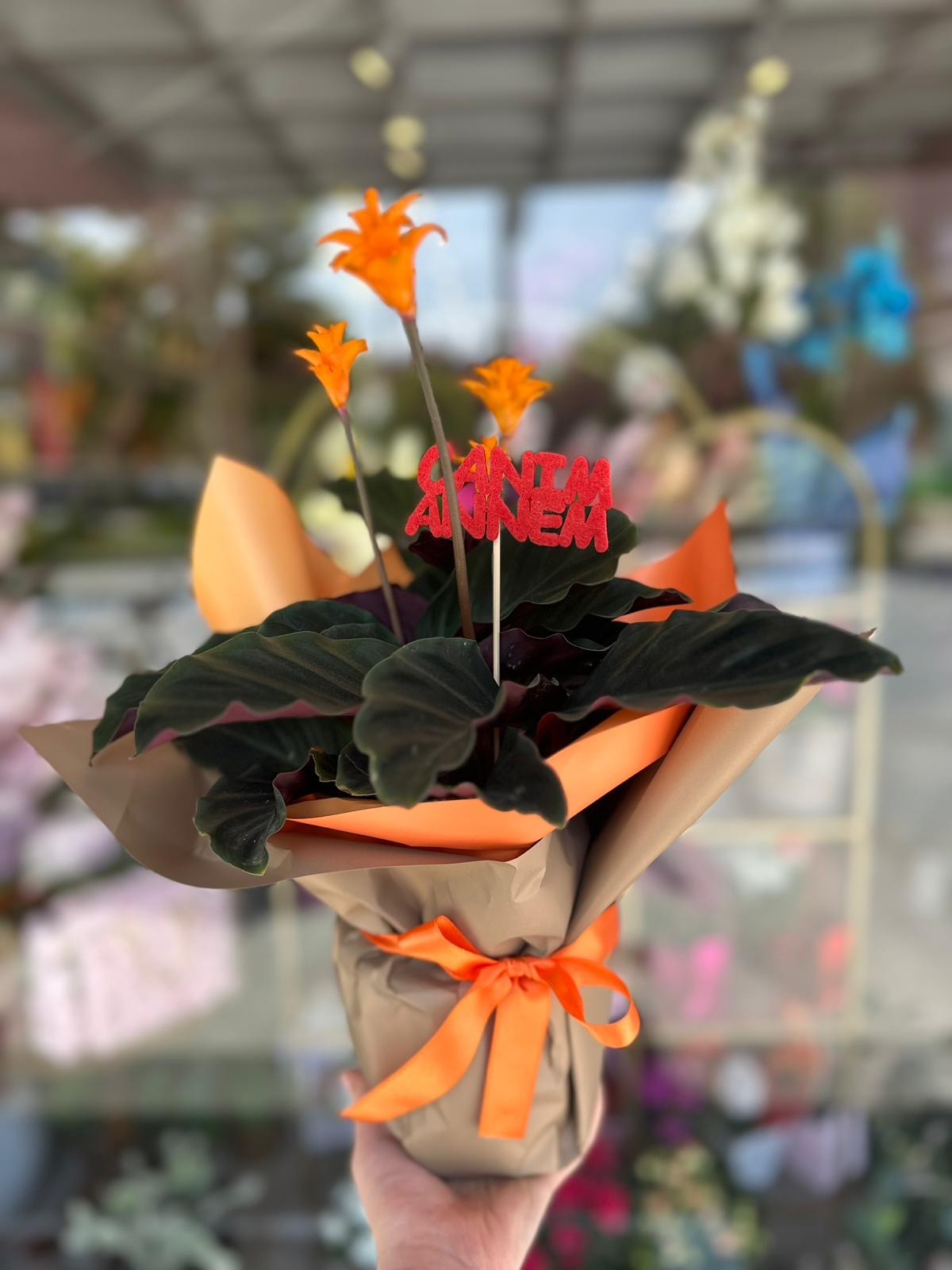Calathea Crocata