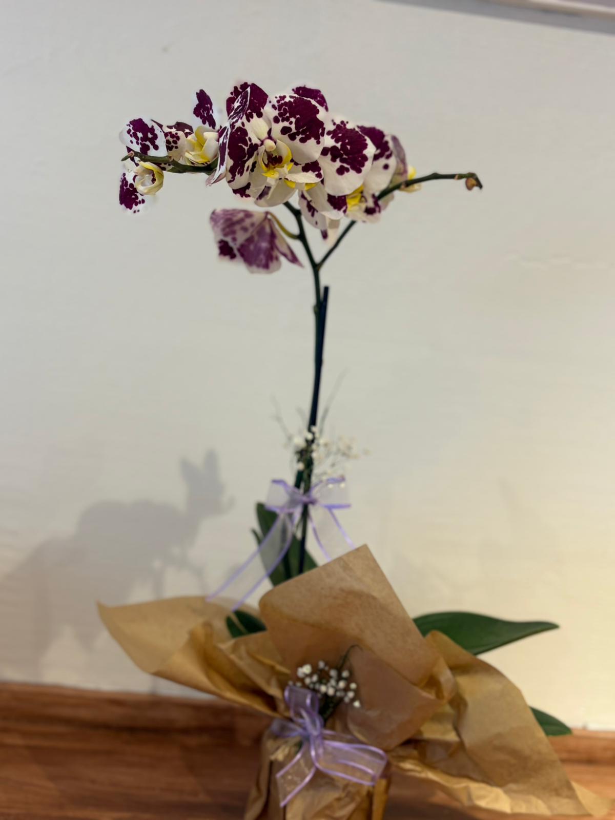 Tek Dallı Benekli Panda Orkide