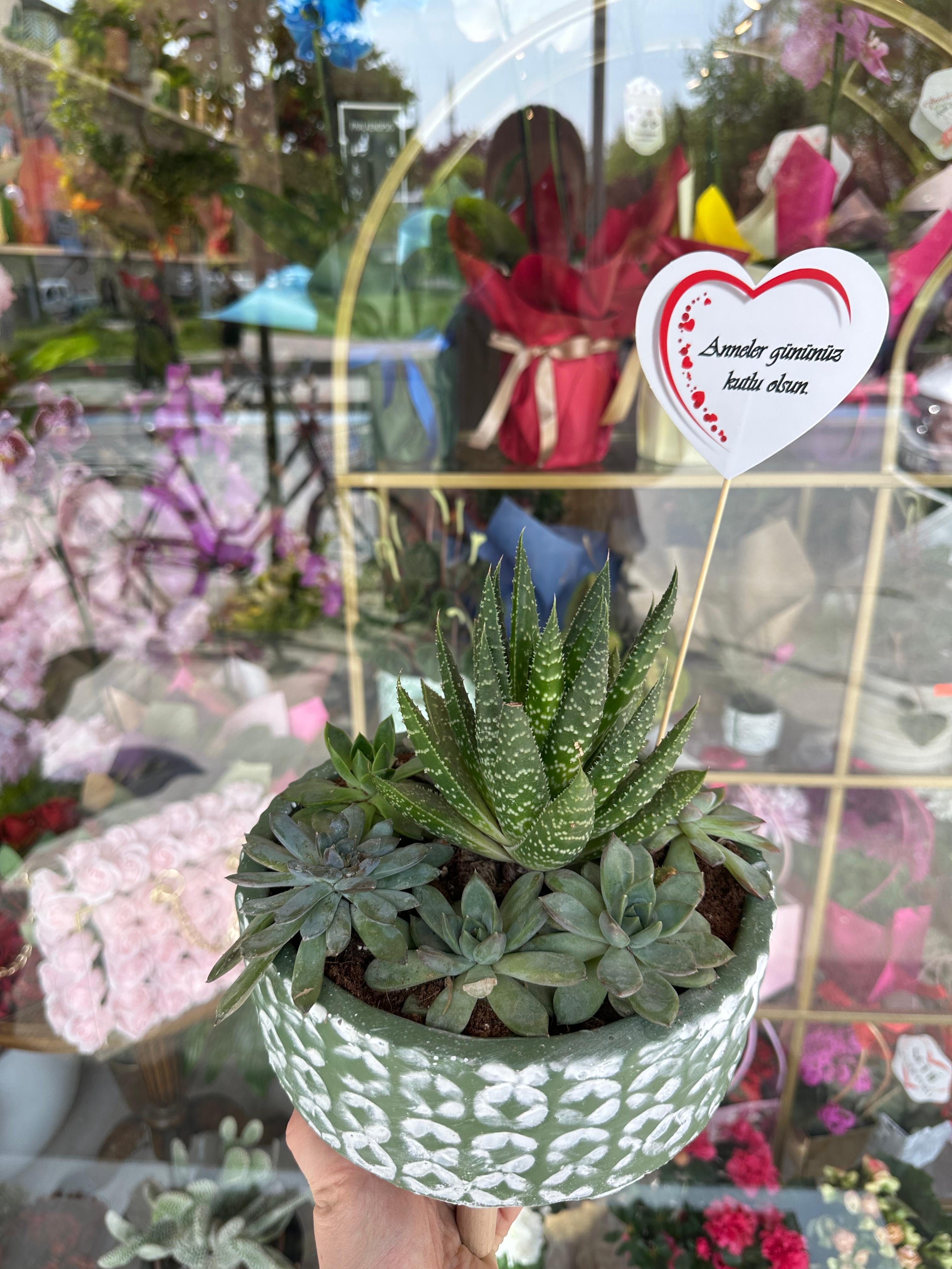 Crassula aranjman