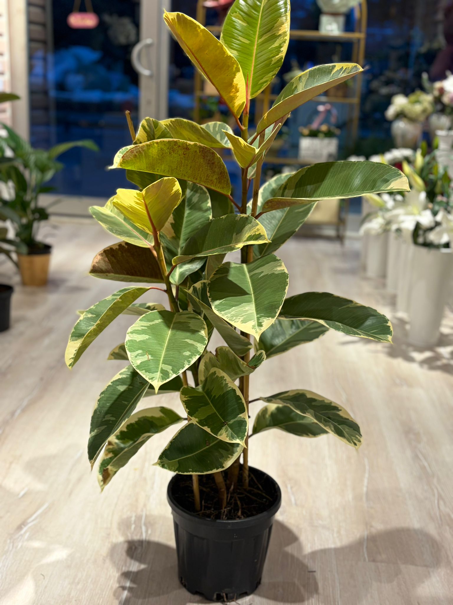 Alacalı Kauçuk Bitkisi (İkili) (120 cm)