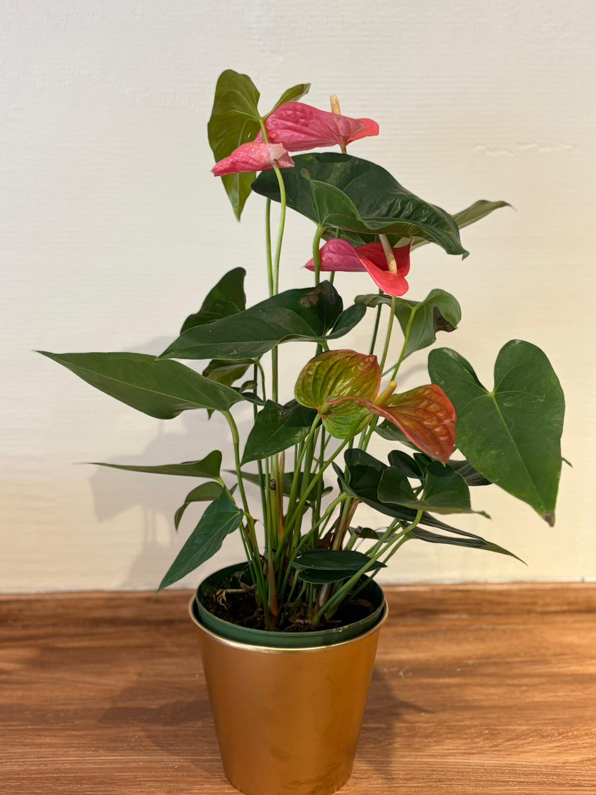🌺 Anthurium – Büyük Boy Antoryum (55 cm)