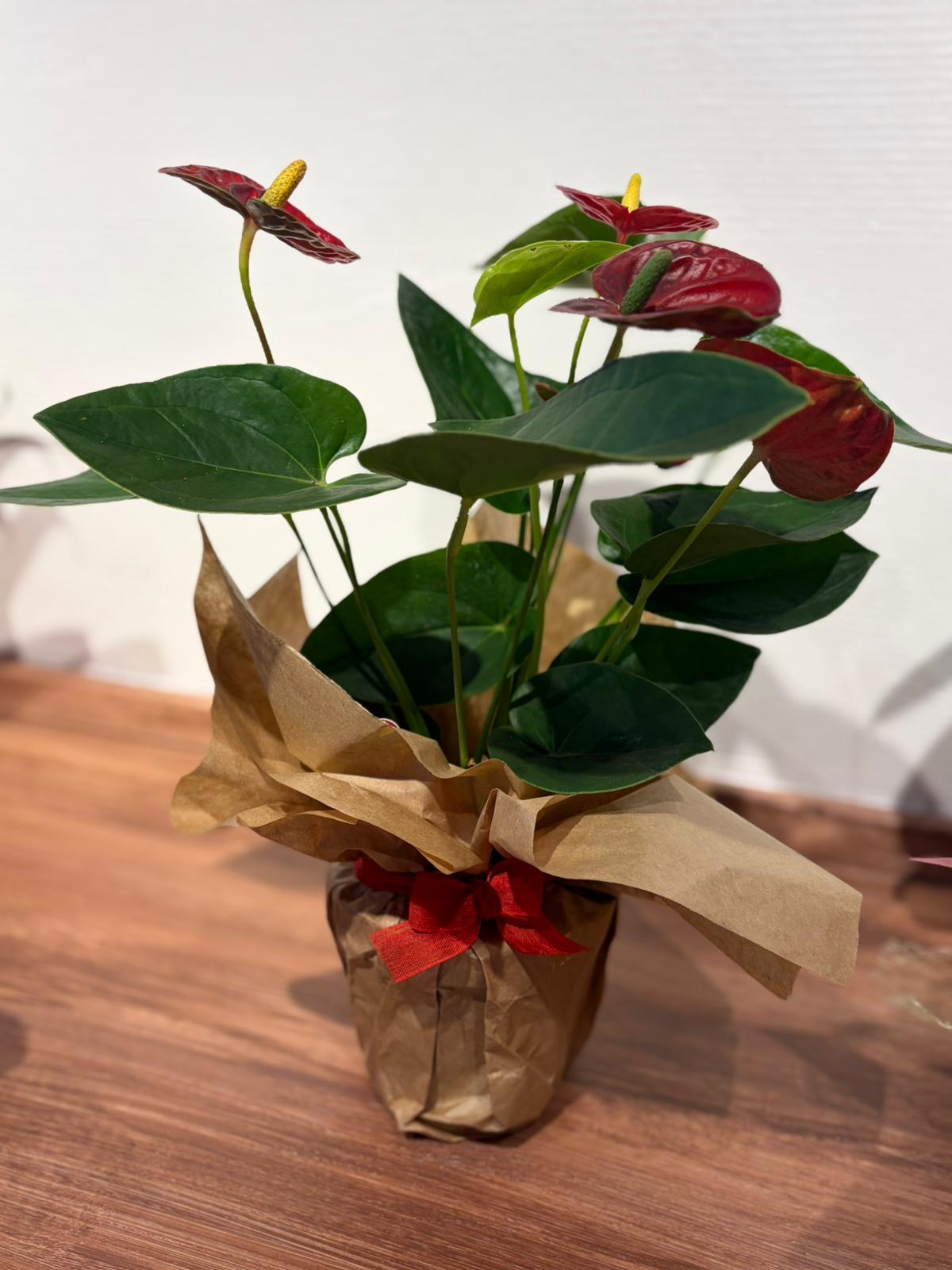 Anthurium – Küçük Boy