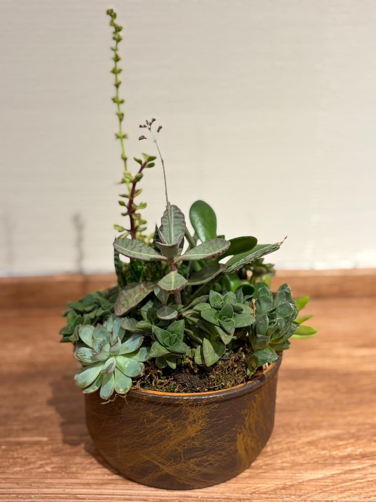 Crassula & Haworthia Aranjmanı – Orta Boy