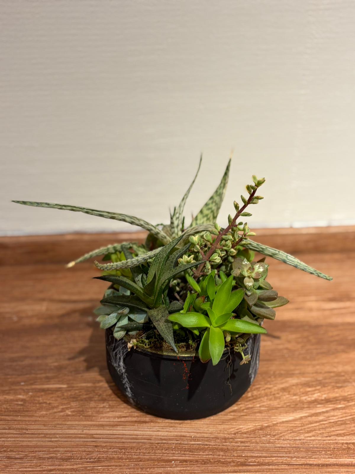 Crassula & Haworthia Aranjmanı – Orta Boy
