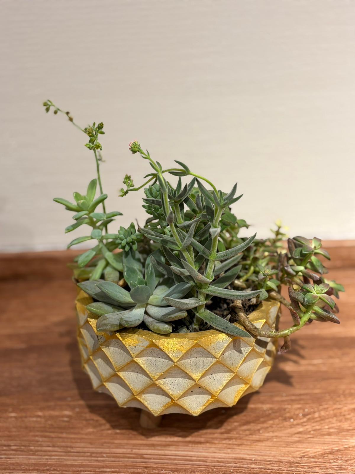 🌵 Crassula Aranjmanı – Büyük Boy