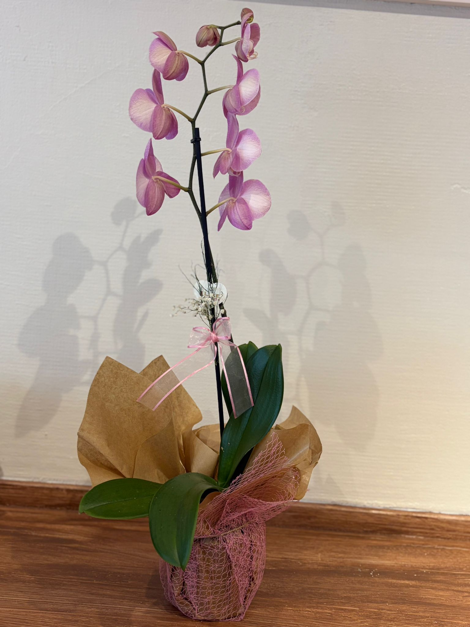 Tek Dallı Like Pembe Orkide
