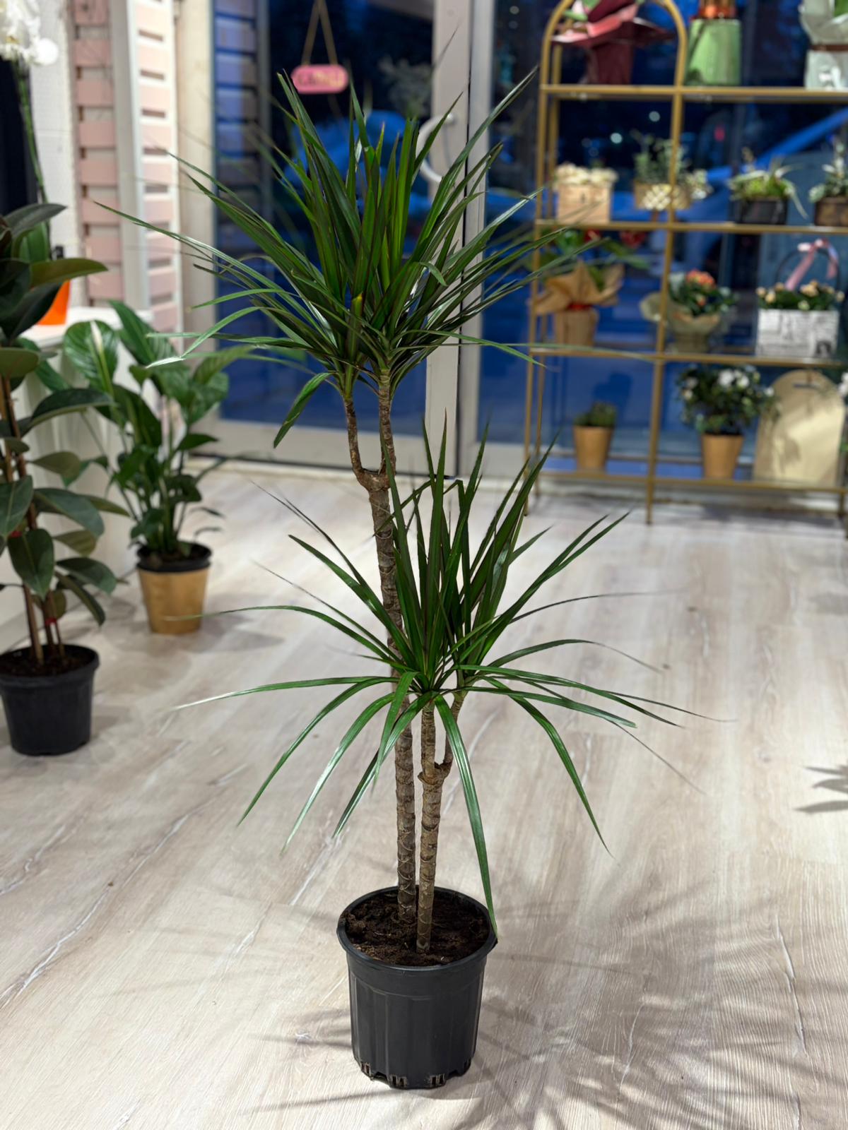 Marginata (120 cm)