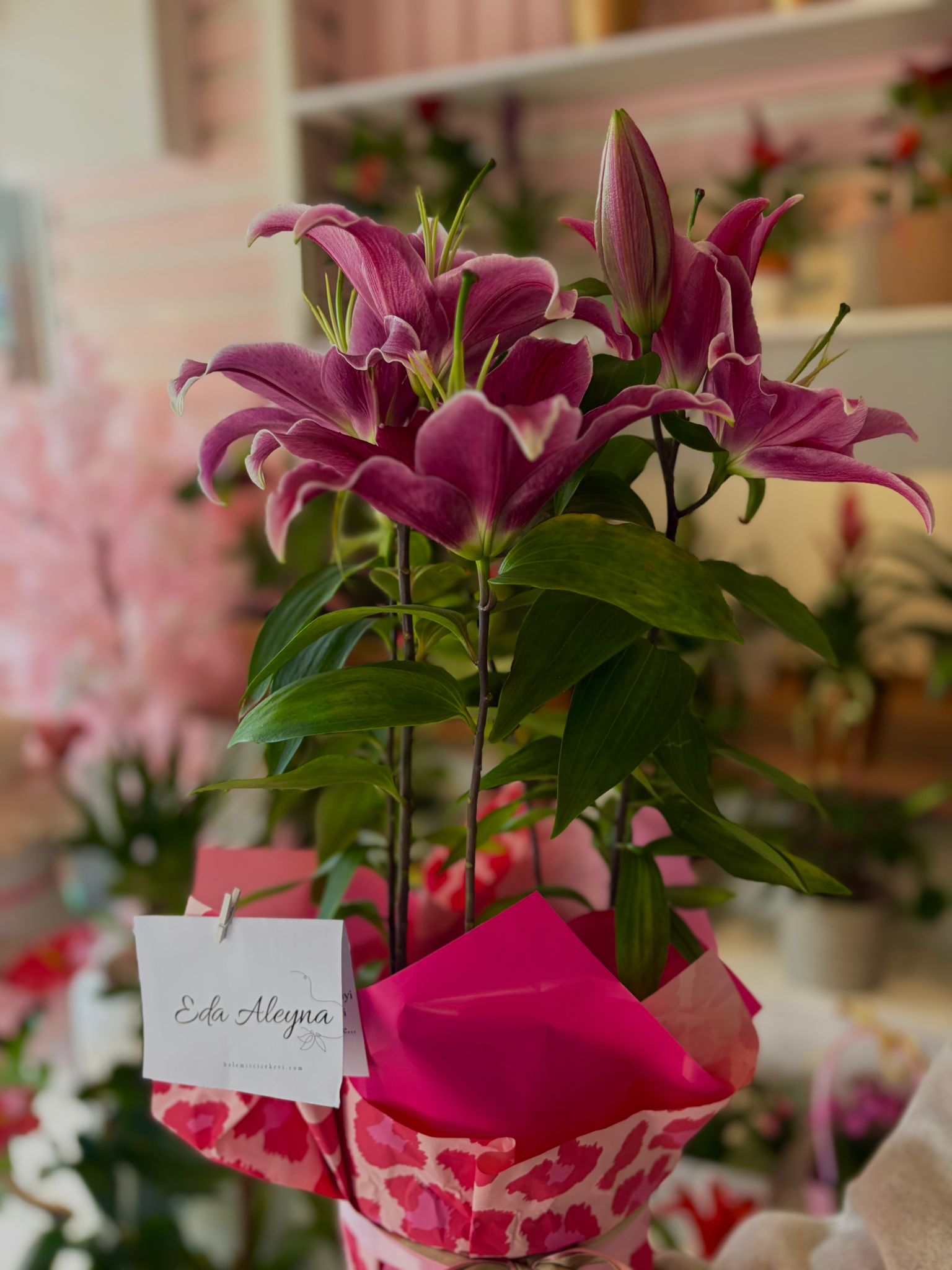 Saksı Pembe Lilyum