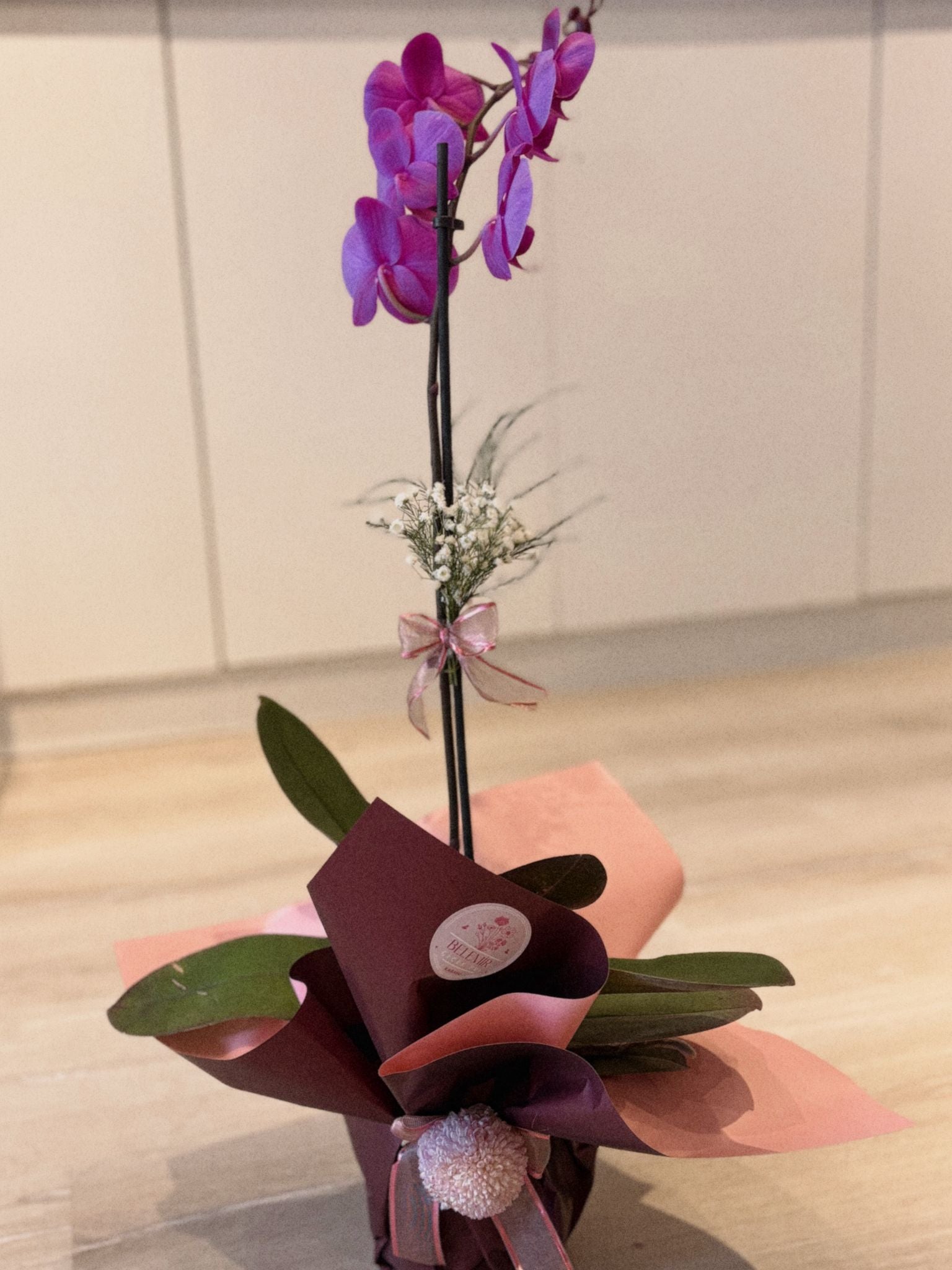 🌸 Phalaenopsis – Tek Dallı Mor Orkide