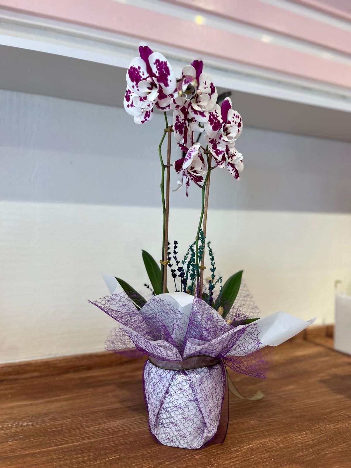 Panda Orkide Çift Dallı