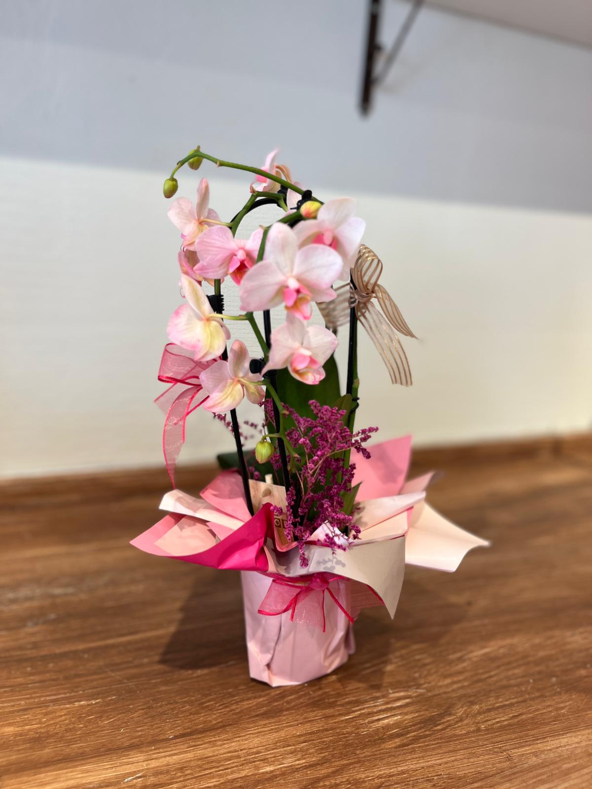 Pembe Çember Orkide