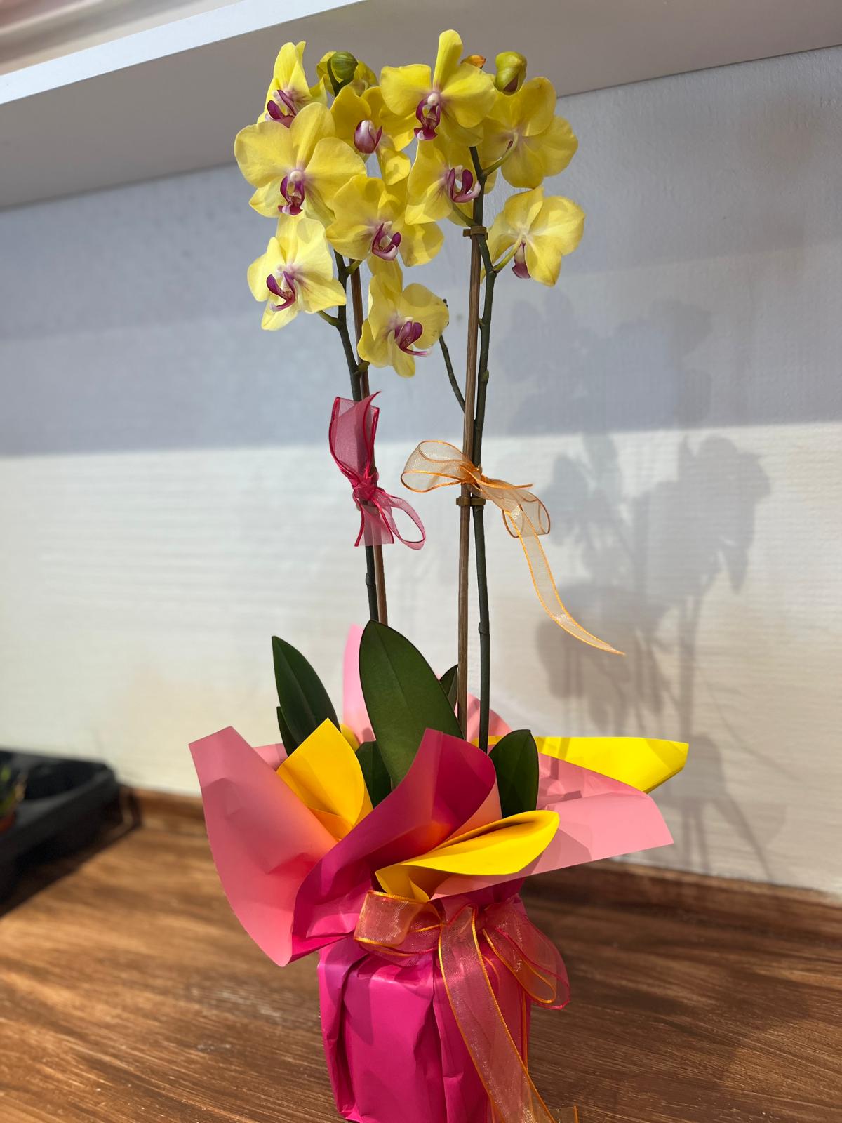 Çift dallı sarı orkide