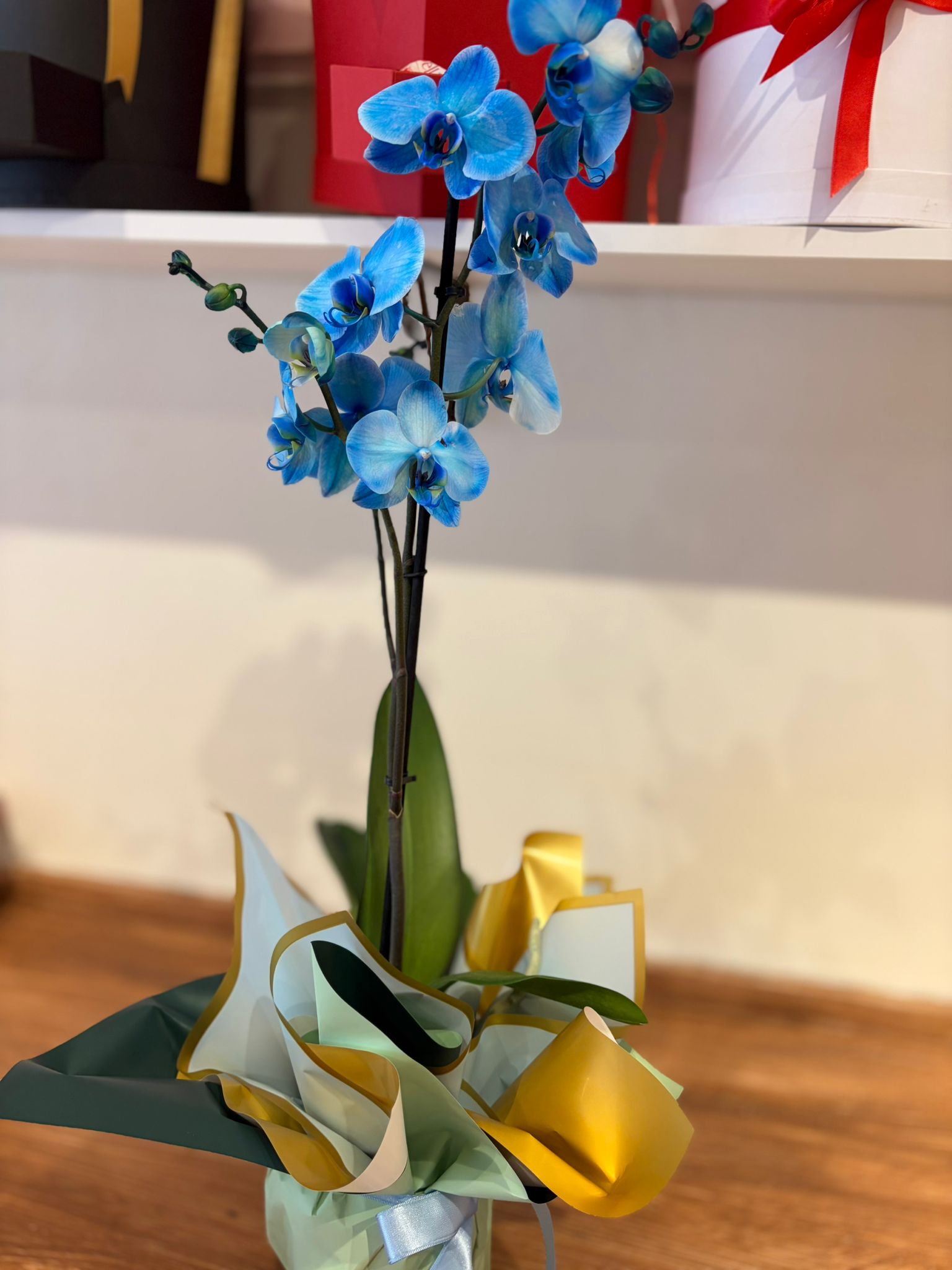 Tek Dallı Mavi Orkide