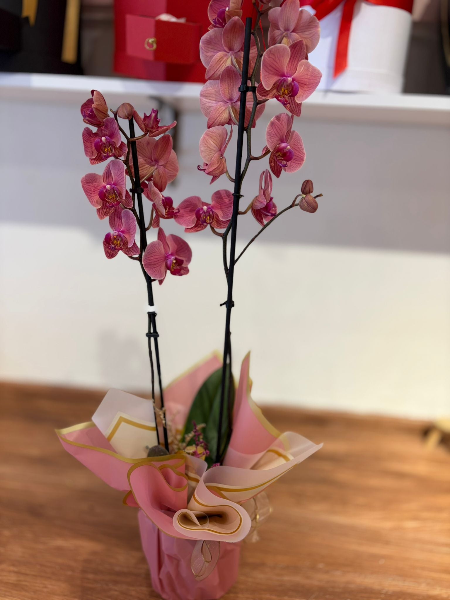 Çift dallı ateş orkide