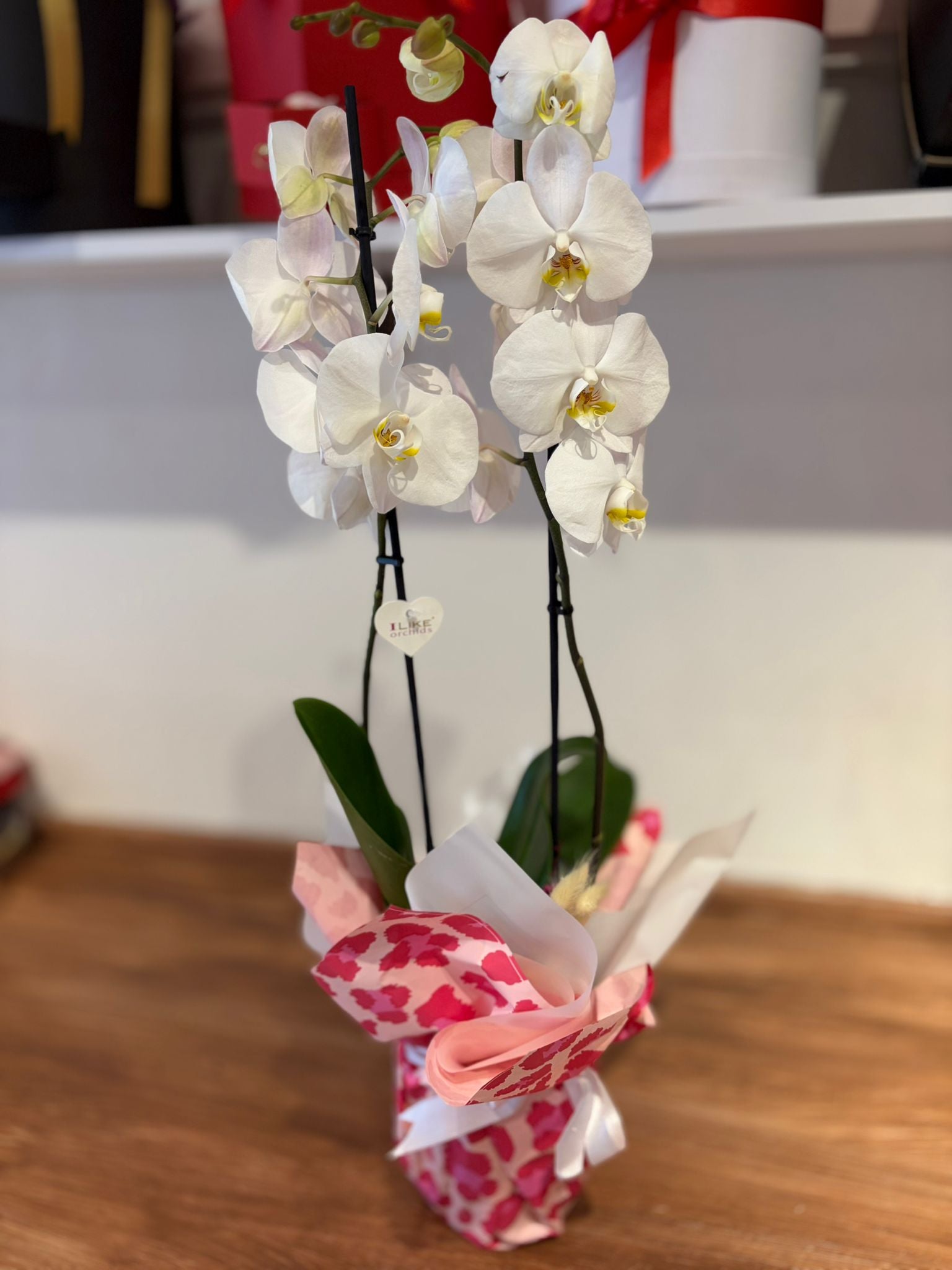 Çift Dallı Beyaz Like Orkide