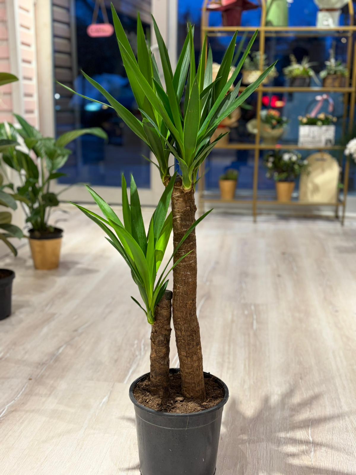 Yukka (100 cm)