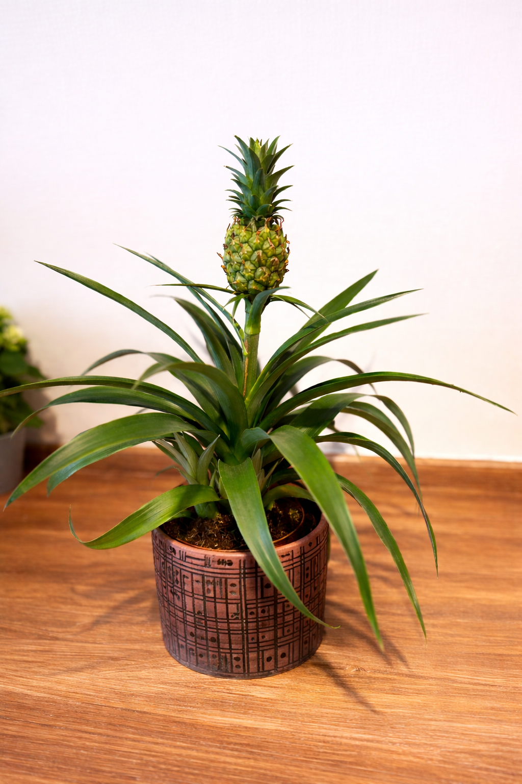 Saksıda Ananas Bitkisi