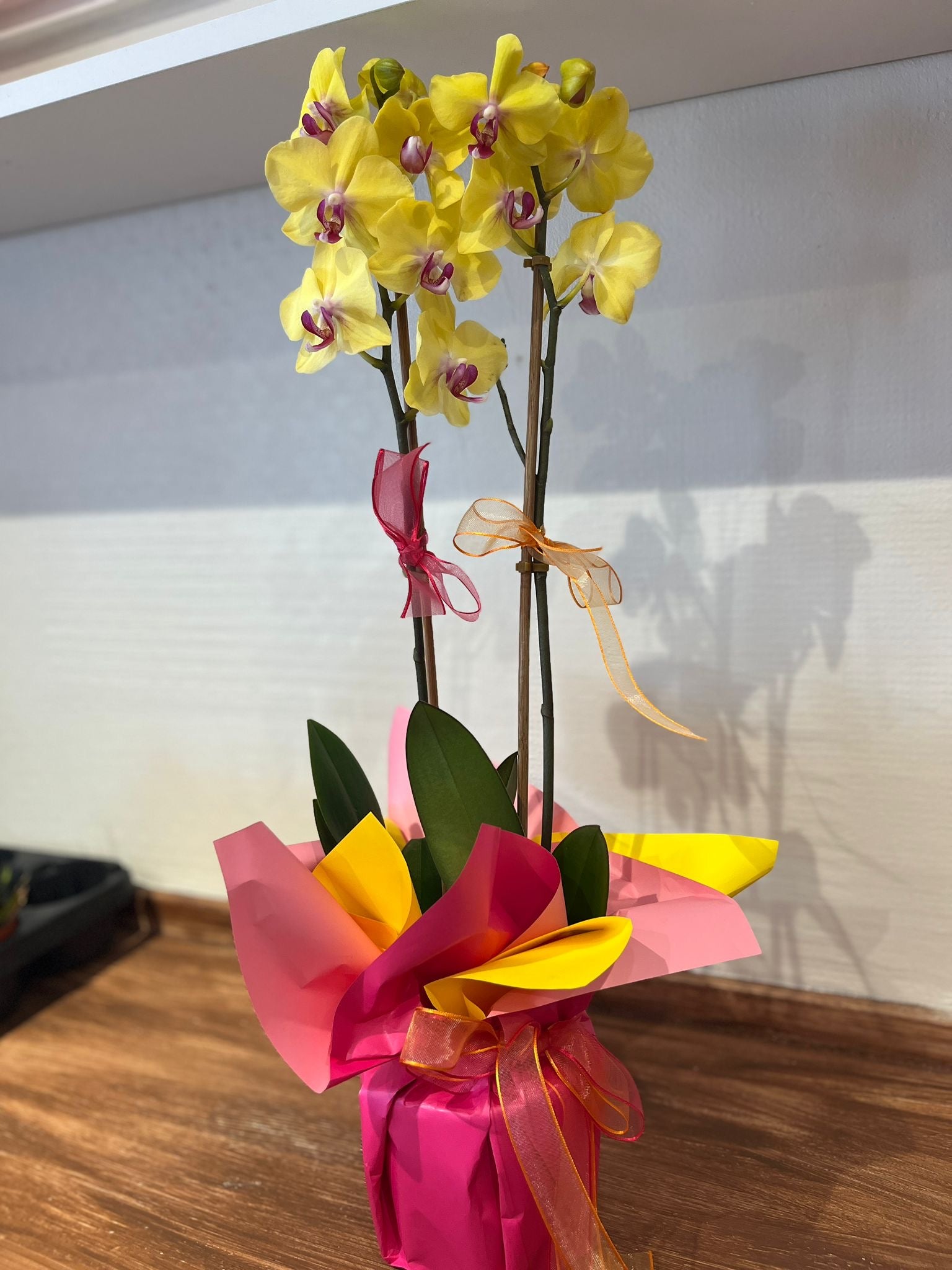 Çift dallı sarı orkide