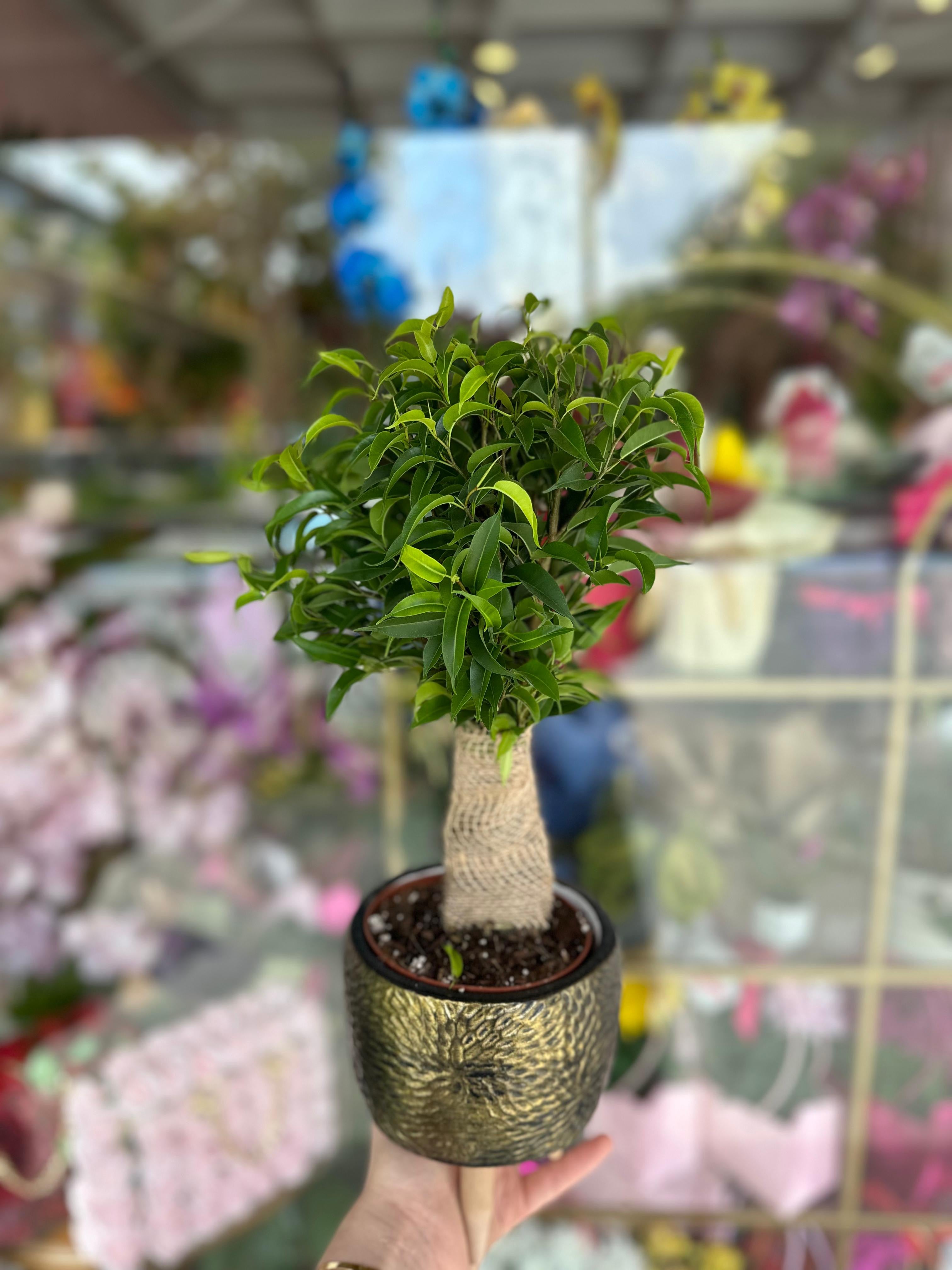 Ficus Natasha