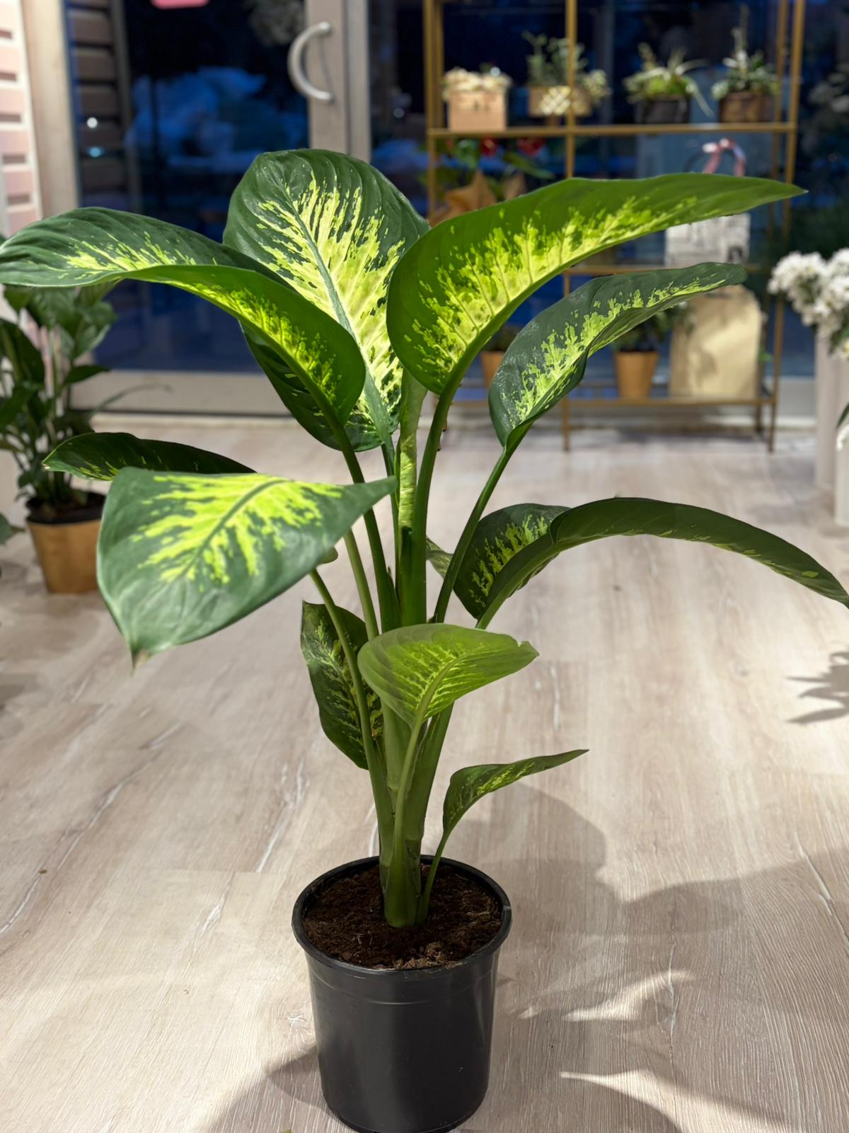 Difenbahya- Ağlayan Çiçek (100 cm)