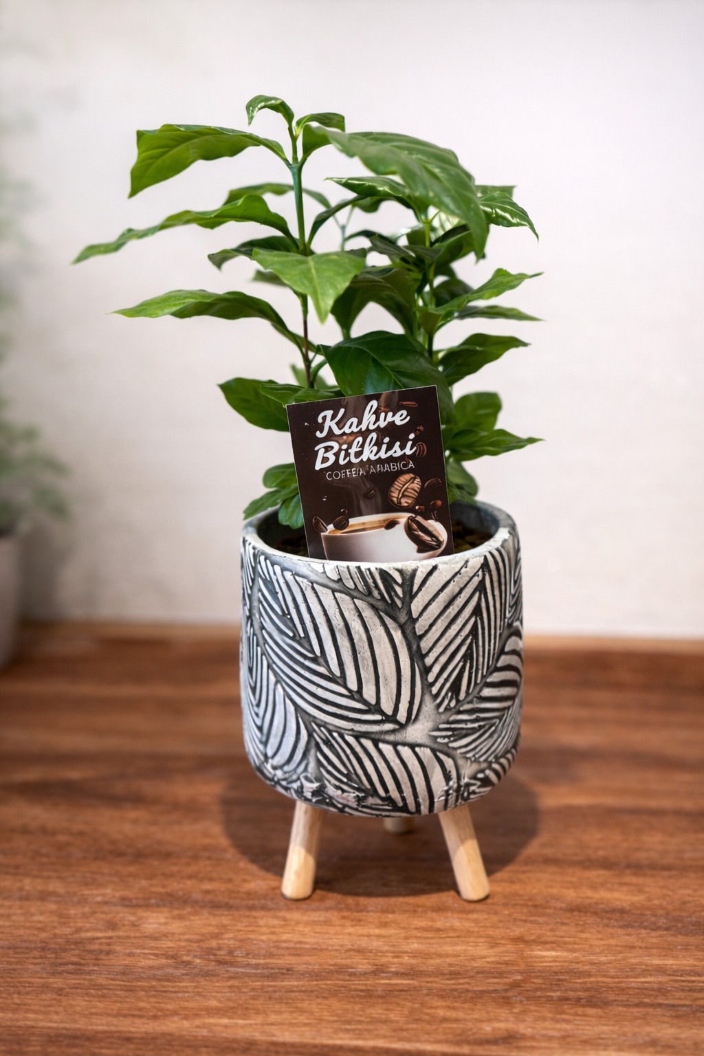 Saksıda Kahve Bitkisi