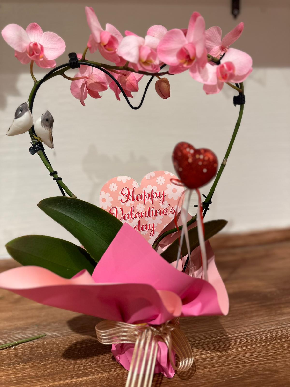 Kalpli orkide cascade