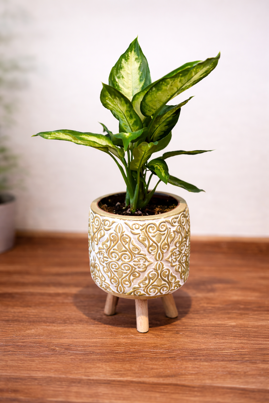 Saksıda Küçük Difenbahya