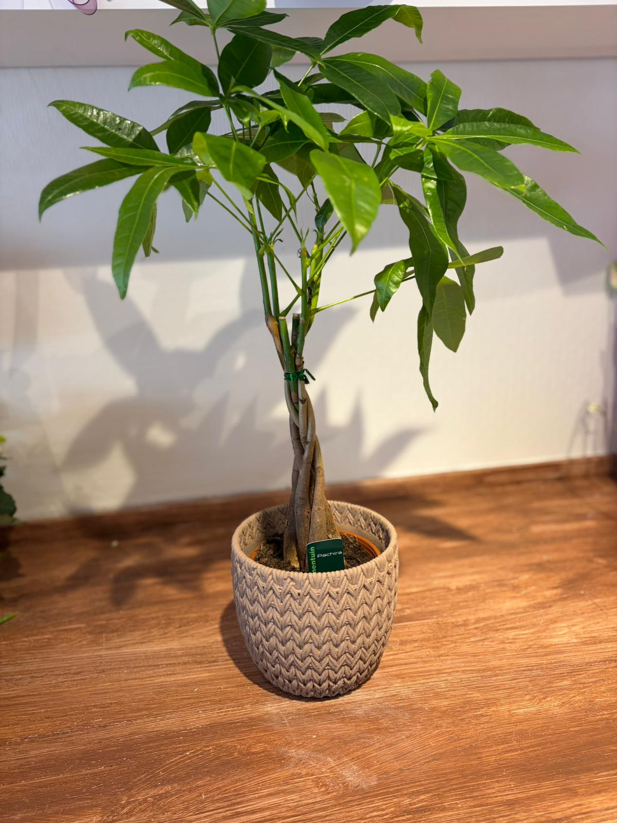 Örgülü Para Ağacı