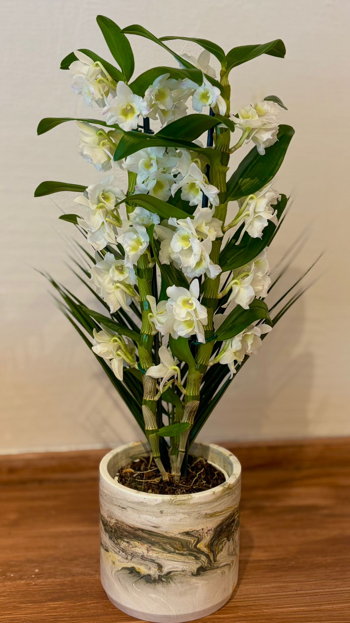 Seramik Saksıda Dendrobium Orkide Çiçeği