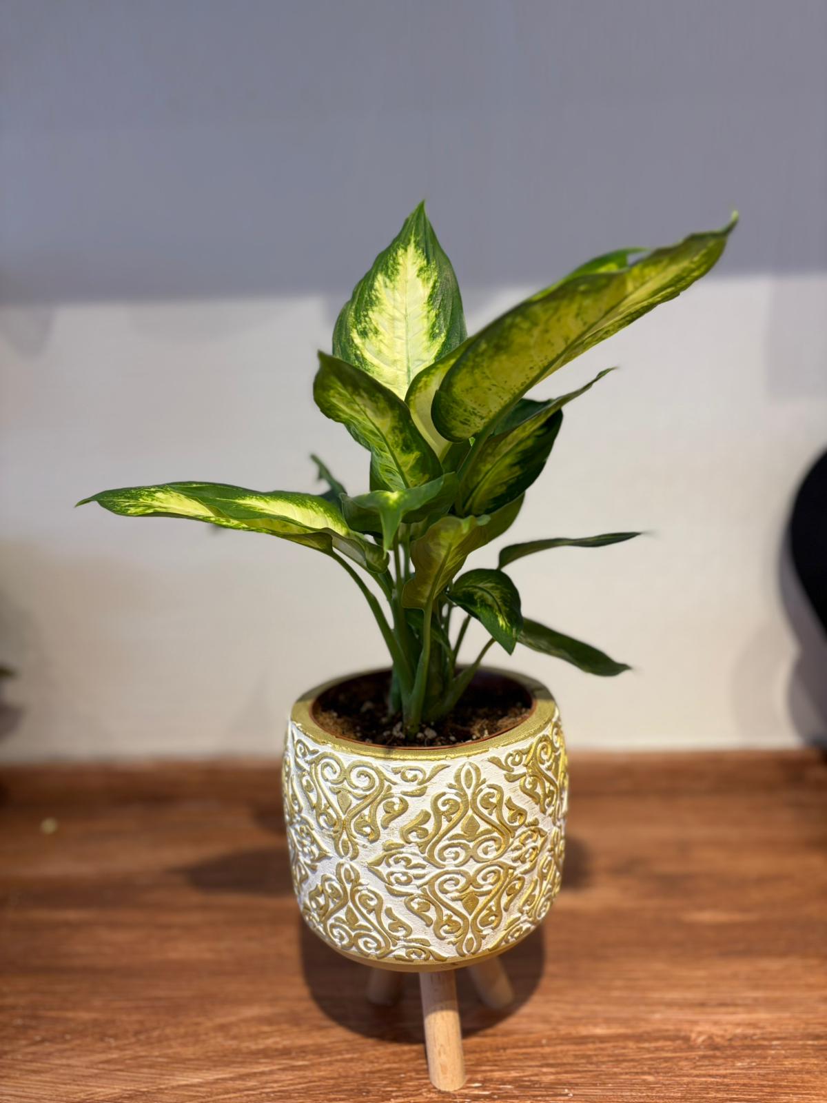 Saksıda Küçük Difenbahya