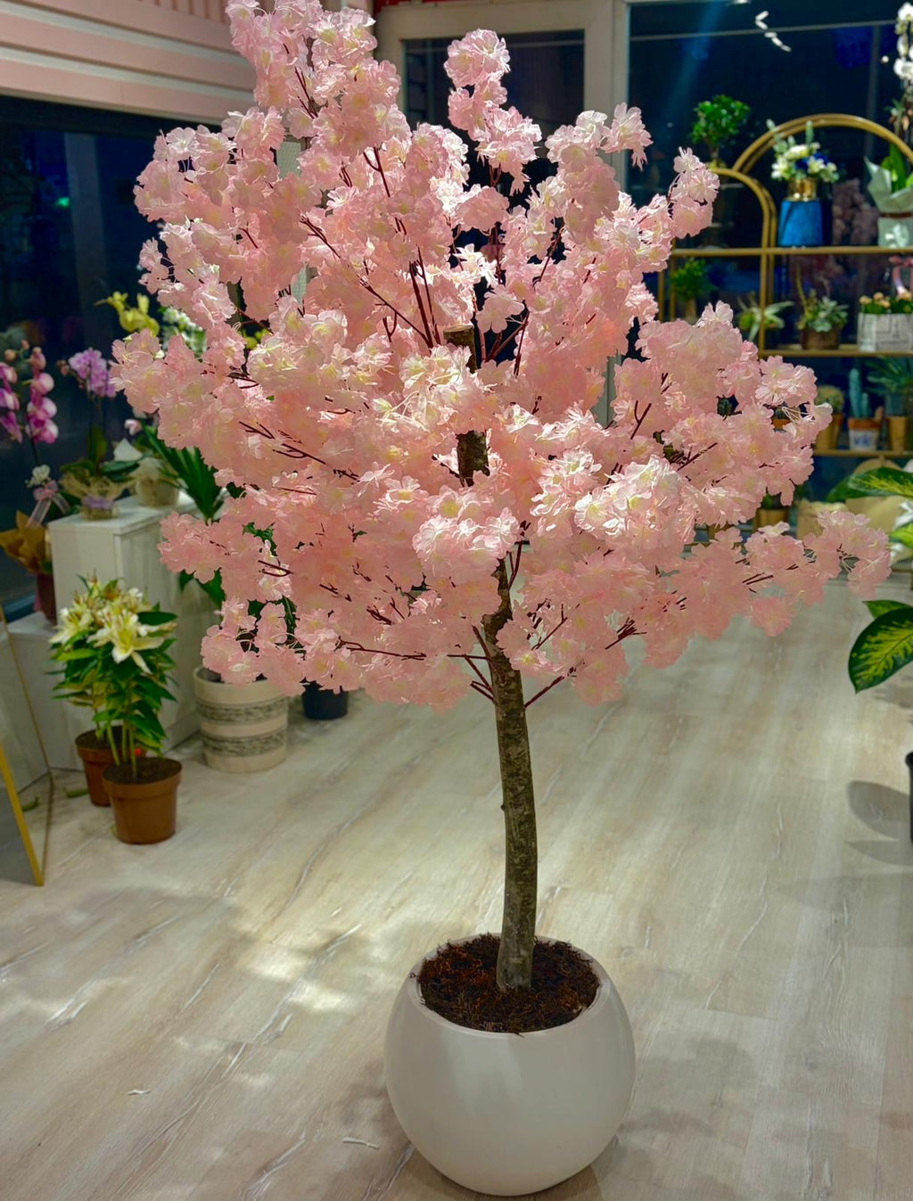 Sakura Ağacı