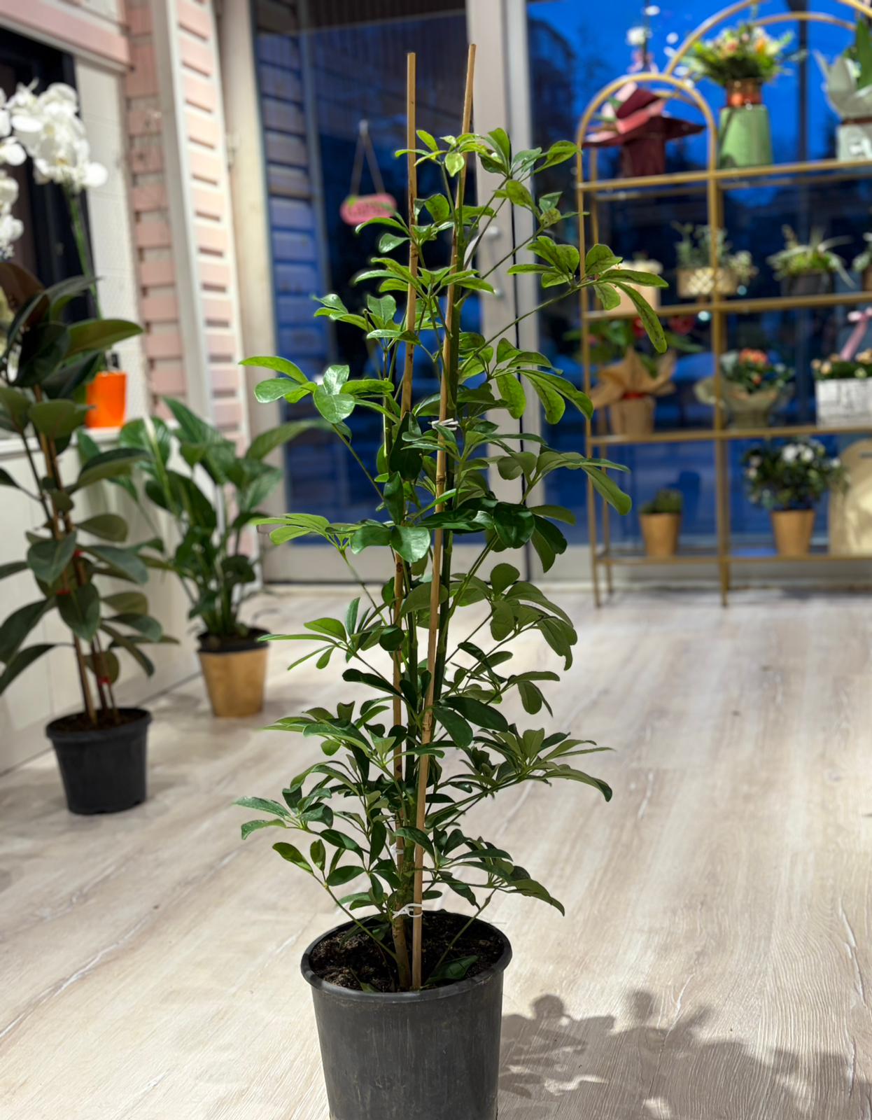 Şeflera (Şemsiye Bitkisi) (110 cm)
