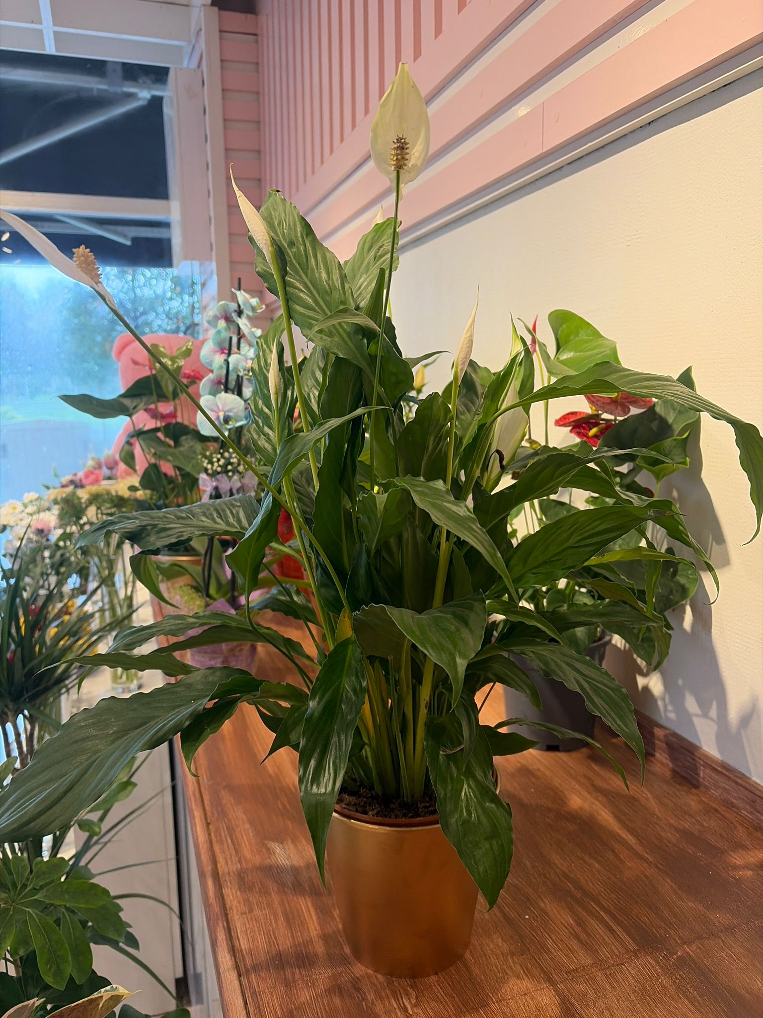 Gold Saksıda Spatifilyum (dolgun form) (75 cm)