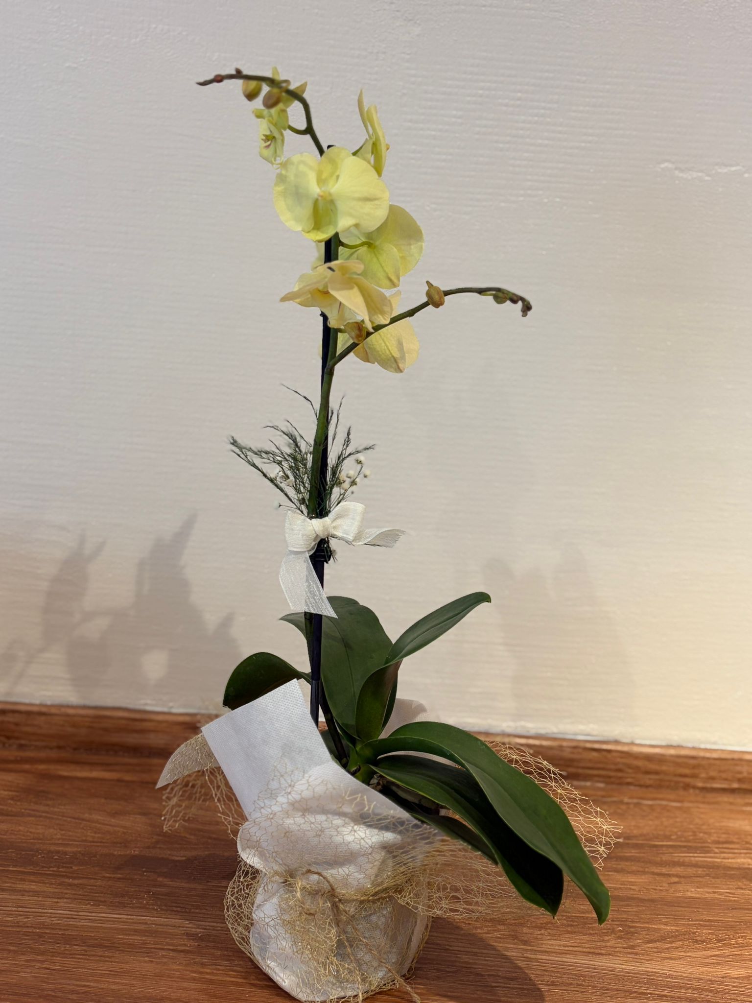 Tek Dallı Sarı Midi Orkide