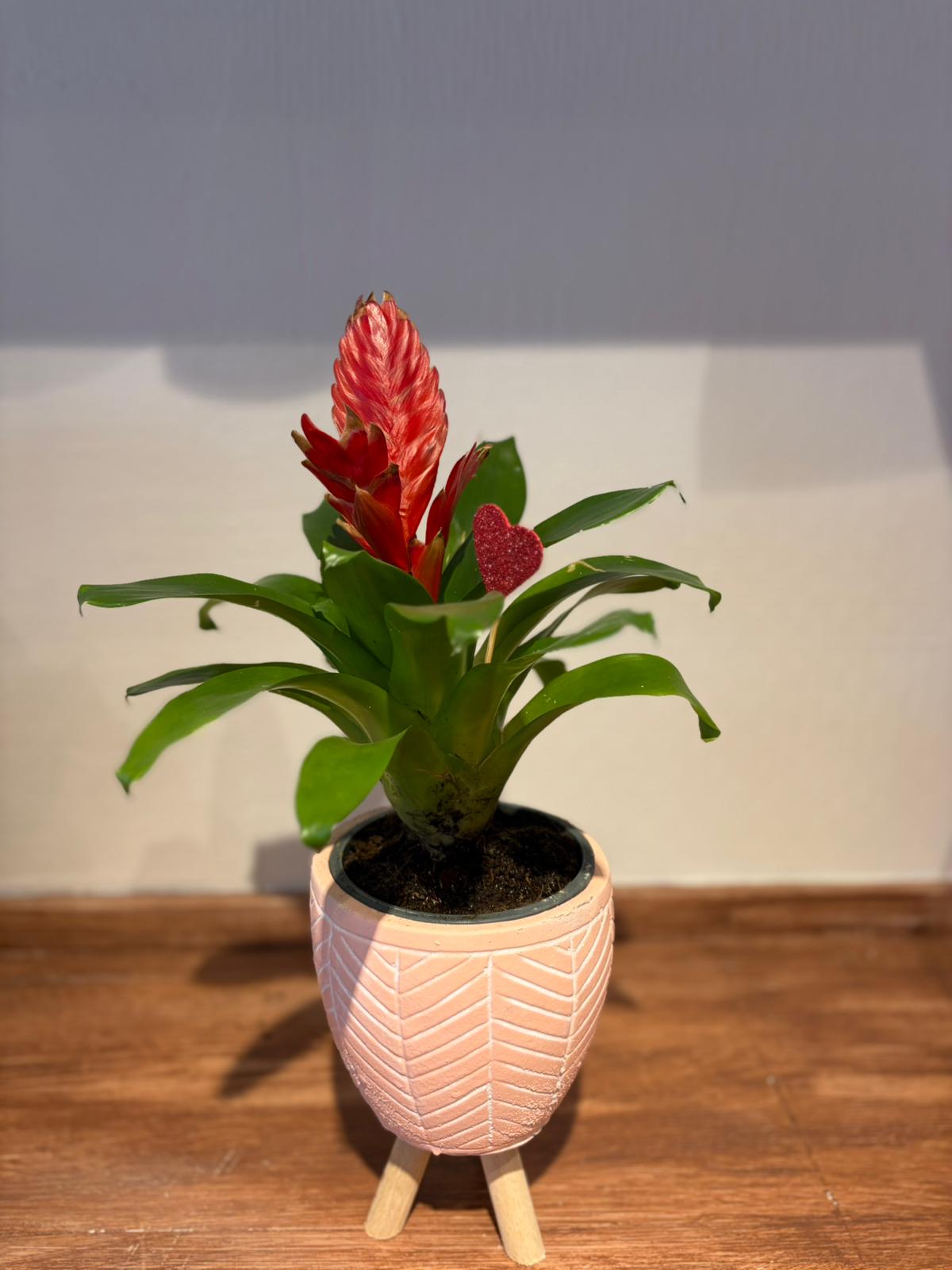 Vriesa- Alev Kılıcı