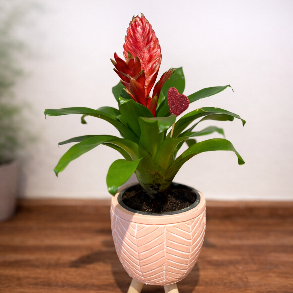 Vriesa- Alev Kılıcı